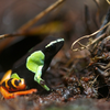 バロンアデガエル Mantella baroni