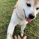 柴犬 海外駐在記 🐾