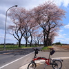 ブロンプトンで横浜市桜巡り。(見納め海軍道路、大岡川プロムナードなど)