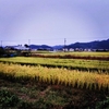 10月15日　稲刈り