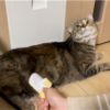 ゴロゴロするあんころもち特集64