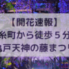 【亀戸天神社 藤まつり】錦糸町から徒歩５分！絶景の藤棚が見られるスポット