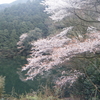 池に映れる山桜