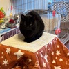 猫たちとの日常生活：温もりと癒しの共存