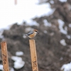 百舌鳥（食べる）