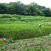 2面の田んぼの田植え後の状況