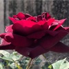 【庭】Rosa " Louis XIV "