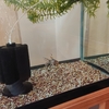 すくい金魚のストレスを軽減したい