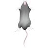 マウス解剖④（DBCLS no.13）
