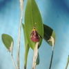 Restrepia xanthophthalma