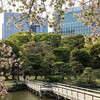 花が咲きそろう浜離宮庭園｜4月の開花状況（藤の花、桜、ツツジ、牡丹、カンザン、ウコン、イチヨウ、フゲンゾウ）