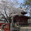 板橋不動の桜