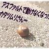動けないカタツムリ＝でんでん虫🐌恵みの水とレスキュー～！&俺の燃やしナス＆紛らわしいパッケージのやきそば