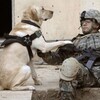 犬と戦争の歴史