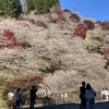 四季櫻山に紅葉の映えるなり