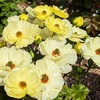 【比較】ラックスは鉢植えと地植えどっちがいい？強風ベランダで分かった花持ちの差