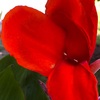 真夏のダンドクの花