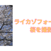ライカゾフォート2で撮影した桜の写真。レトロで味のある写真が撮れる。