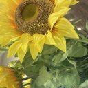doublesunflower’s diary