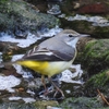 ネオ一眼を持って水鳥センターへ