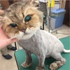 猫の老化