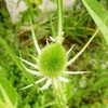 カマキリのbabyは花が好きみたいです