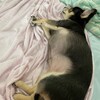 まろにー2098日目