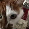 ちゃちゃ　闘病生活