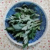 よもぎの天ぷら　　　　　　　　　　　　　　　　　　　リシマキアオーレア繁殖　コキア植付