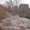 【第78回岡城桜まつり】2026年は大名行列50周年！400年の時を越え、断崖の城跡と城下町が「江戸」に染まる竹田の特別な春。