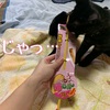 猫のおもちゃって安全で丈夫で安ければ文句なし。可愛さプラスで飼い主テンションあがります。