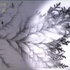 「被曝の森」再び～BS1版はどう変わったか？（本編）