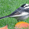 身近に観察できる日本の野鳥10選と見分け方まとめ！！鳥さんぽを楽しもう♬