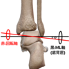 距腿関節(足関節)の運動・解剖