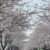 鎌倉八幡宮の桜　＆　桜を詠んだ短歌　　鎌倉鶴岡八幡宮の桜といえば----  何と言っても八幡通のいわゆる「段葛（だんかずら）」：今年は元の華やかさを取り戻してきていました．今一番桜が楽しめるのは源平池の周りの桜です．　さくら花ちりぬる風のなごりには水なきそらに波ぞ立ちける　紀貫之　//　さくら花幾春かけて老いゆかん身に水流の音ひびくなり　馬場あき子　　　