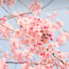 お家でぬくぬくお花見！】お天気の心配も寒さ対策も不要！おすすめの桜スイーツ＆桜アイテム44選