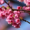 今年のカンヒザクラ、花ざかり