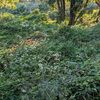 １０．３（木・曇雨）どんでん返しかブーメラン。