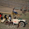 Safari West 2014/11