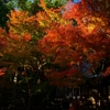 覚園寺　紅艶