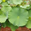 ハス池のハス、今年は咲くのか？