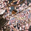 緊急地震速報の鳴り響く中、桜や梅に集まるヤマガラやジョウビタキを撮影・・私はバカなのでしょうか。