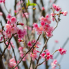 お花見/2月1日【ハワイ留学】