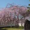 法華寺の枝垂れ桜