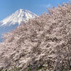 静岡 富士山ツアー【富士山と桜の共演】