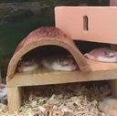 ナマケモノのごとく過ごす。