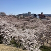 桜の旅　24日目　岩手県