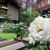 【日常】また新しい衣装、雨上がりの薔薇