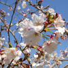 錦江湾公園の桜(2019年4月3日)