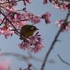 寒彼岸桜のお客様🌸